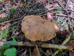 Butyriboletus subappendiculatus