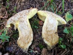 Butyriboletus subappendiculatus