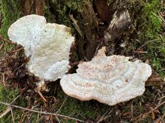 Calcipostia guttulata