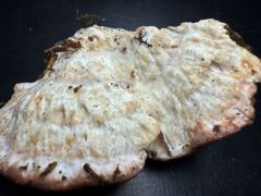 Calcipostia guttulata