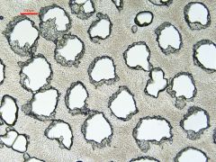 Calcipostia guttulata