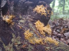 Calocera cornea