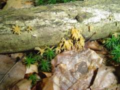 Calocera cornea