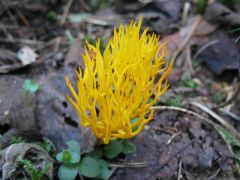 Calocera viscosa