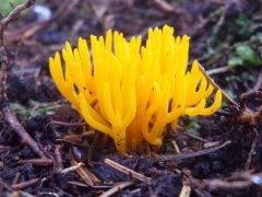 Calocera viscosa