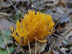 Calocera viscosa