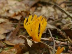 Calocera viscosa