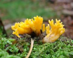 Calocera viscosa