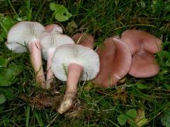 Calocybe carnea