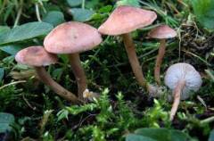 Calocybe carnea