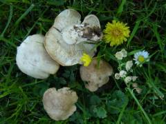 Calocybe gambosa