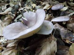 Calocybe ionides