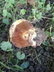 Calonarius splendens