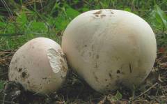 Calvatia gigantea