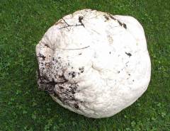 Calvatia gigantea