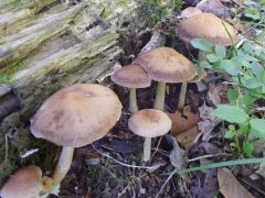 Candolleomyces candolleanus