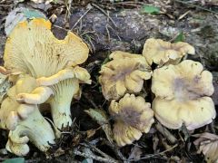 Cantharellus amethysteus