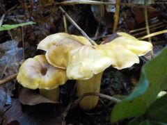 Cantharellus amethysteus