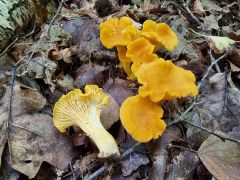 Cantharellus cibarius