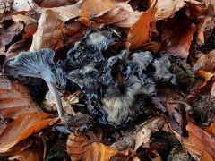 Cantharellus cinereus