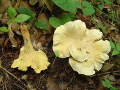 Cantharellus ferruginascens