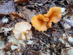 Cantharellus friesii