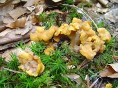 Cantharellus ianthinoxanthus