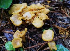 Cantharellus romagnesianus