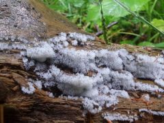 Ceratiomyxa fruticulosa