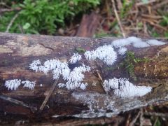 Ceratiomyxa fruticulosa