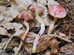 Chalciporus rubinus