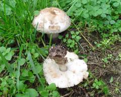 Chlorophyllum brunneum