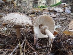 Chlorophyllum olivieri