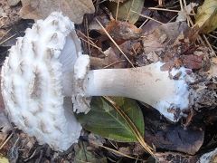 Chlorophyllum rhacodes