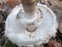 Chlorophyllum rhacodes