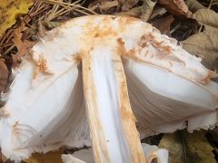 Chlorophyllum rhacodes