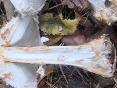 Chlorophyllum rhacodes