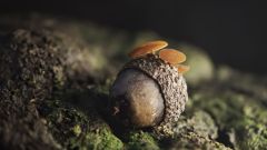 Ciboria batschiana