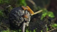 Ciboria batschiana