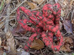 Clathrus archeri