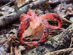 Clathrus archeri