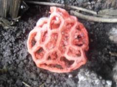 Clathrus ruber