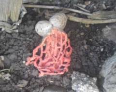 Clathrus ruber