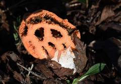 Clathrus ruber