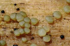 Claussenomyces prasinulus