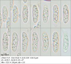 Claussenomyces prasinulus