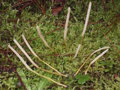 Clavaria straminea