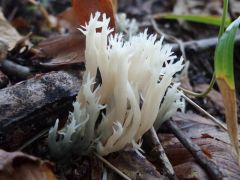 Clavulina coralloides