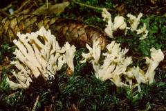 Clavulina coralloides