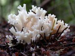 Clavulina coralloides